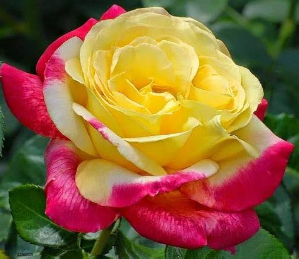 Two-tone (rose Rosa spp. white heart pink side flower) for planting in garden